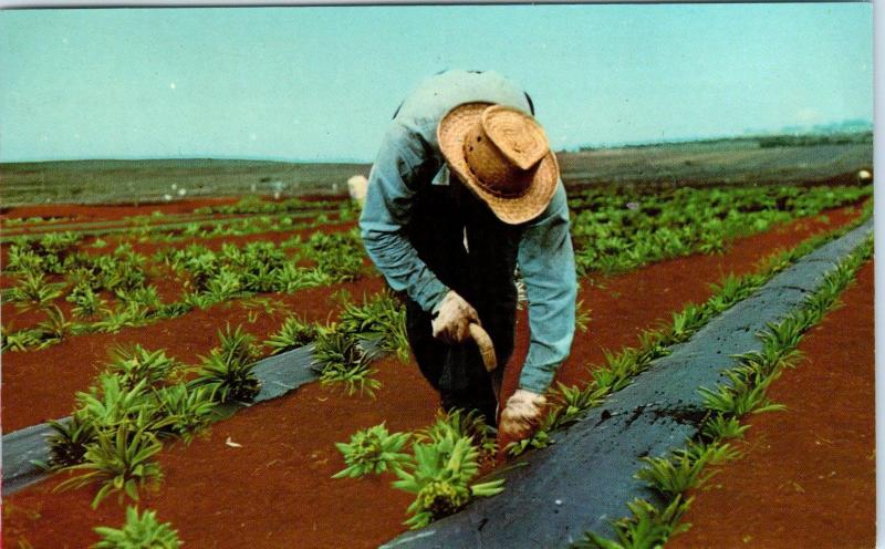 Hawaii  3 POSTCARDS     c1960s   of  DOLE  PINEAPPLE   Production