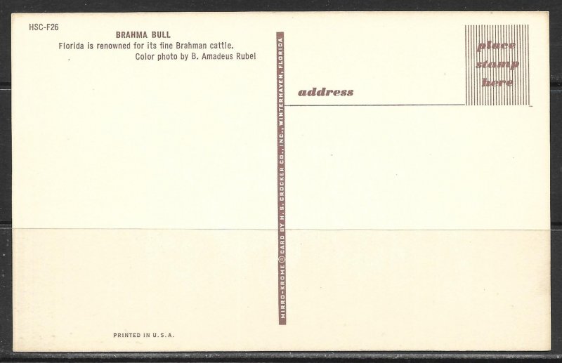 Florida - Brahma Bull - [FL- 482]