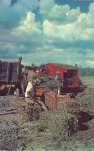 Tallahassee FL 1950's Men Harvesting Peanuts, Black History, Florida Chrome