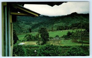 CERRO PUNTA, Chiriqui Panama ~ FARMED LAND Agriculture c1960s-70s  Postcard