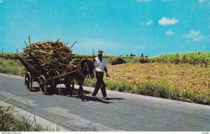 BARBADOS, W.I., 1950-1960s; Native Mule Cart