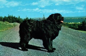 CONTINENTAL SIZE POSTCARD CHAMPION NEWFOUNDLAND DOG HARBOUR GRACE NEWFOUNDLAND