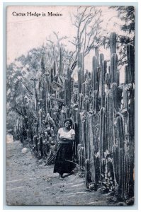 1913 Woman Standing at Cactus Hedge in Mexico Posted Antique Postcard
