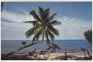 Man climbs for cocoanut , Bahamas, PU-1967