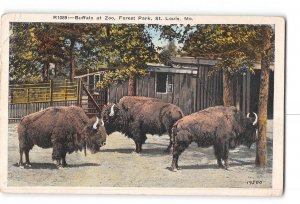 St Louis Missouri MO Postcard 1925 Forest Park Buffalo at Zoo