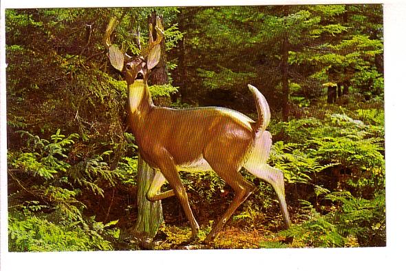 White Tailed Deer in Velvet, at Bronnum's Animaland, A Sculptured Zoo, Sussex...