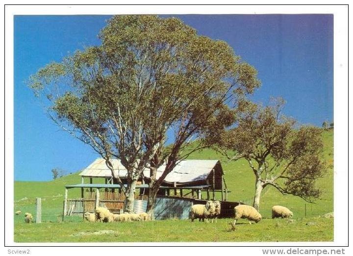 Sheep herd , Orana Region, N.S.W., Australia, 1970-80s