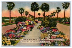 1952 Tropical Flowers and Palms Clearwater and Clearwater Beach FL Postcard