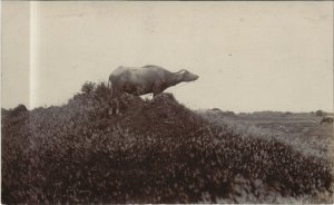 PC CHINA, AN OX ON THE FIELDS, Vintage REAL PHOTO Postcard (b29852)