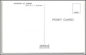 Florida Alligator - [FL-163]