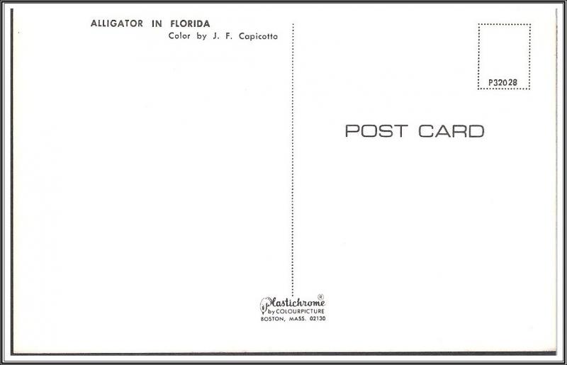 Florida Alligator - [FL-163]