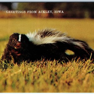 c1970s Ackley IA Greetings From Adorable Skunk Striped Mephitidae Animal PC A232