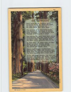 Postcard The Redwoods, California