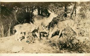 Patterson RPPC Postcard No. 2 (or 170.2) A Deer Family, Posted Santa Rosa 1938