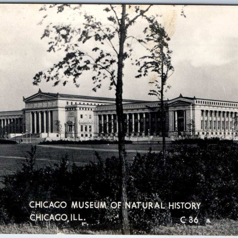 c1940s Chicago RPPC Museum Natural History Real Photo Old World Postcard A95