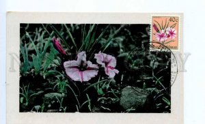 420425 Belgian Congo 1958 year flower exhibition pavilion maximum card