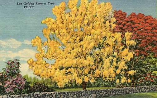 FL - The Golden Shower Tree