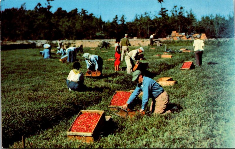 Massachusetts South Carver Harvest ime At Edaville