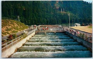 M-41017 Bonneville Dam Fish Ladders Cascade Locks Oregon