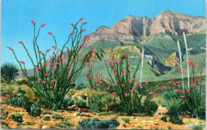 Postcard NM Ocotillo Cactus