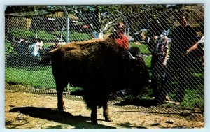 HOLLISTER, California CA ~ CASPER Buffalo CASA DE FRUTA Roadside  Postcard