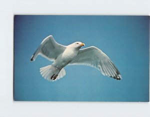 Postcard Herring Gull
