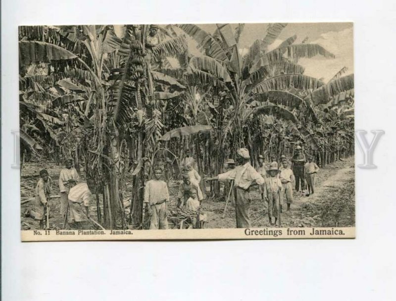 3172180 GREETINGS from JAMAICA Banana Plantation Old postcard