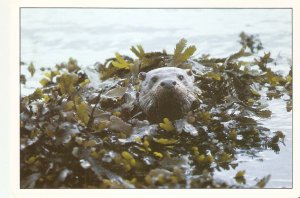 Animals. Otter Modern English artistic photo postcard. Size 15 x 10 cms.