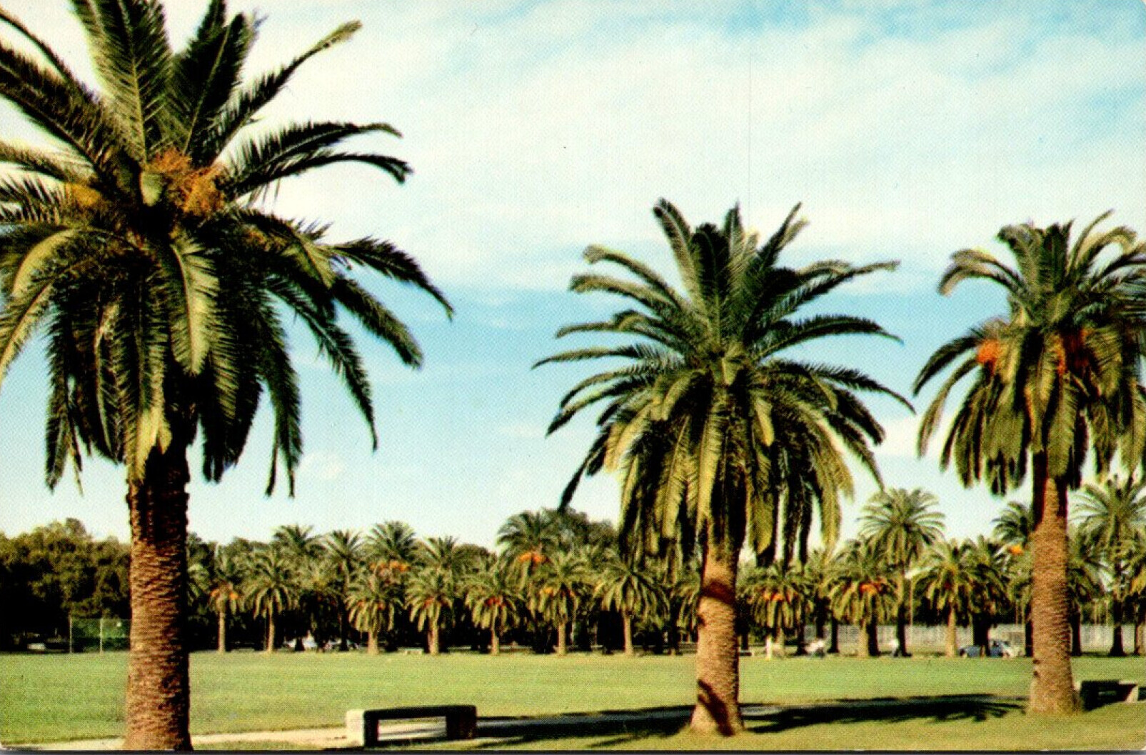 Louisiana New Orleans City Park Showing Roadways Lined With Palm Trees
