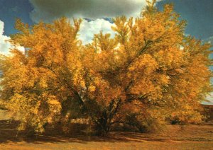 Palo Verde Trees on the Desert