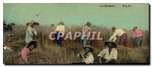 Old Postcard The Harvest