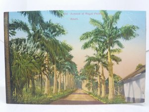 Avenue of Royal Palms Aburi Nigeria Vintage Postcard CMS Bookshop Early 1900s