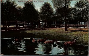 1909 CHICAGO LINCOLN PARK ZOO DEER BUCK HUGE ANTLERS POSTCARD 25-114