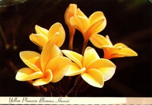Hawaii Flowers Yellow Plumeria Blossoms