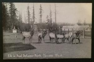 Elk in Point Defiance Park, Tacoma, Wash. Pacific Novelty Co.