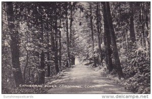 Connecticut Cornwall Cathedral Pines 1942