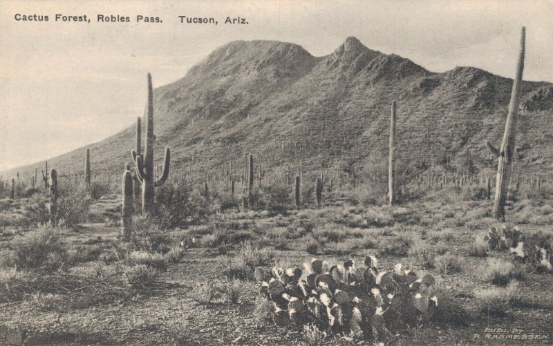 USA Cactus Forest Robles Pass Tucson Arizona Rasmessen Vintage Postcard 07.16 