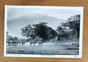 East African Game Mount Kilimanjaro Tanzania  Vintage Real Photo  Postcard (N1B)