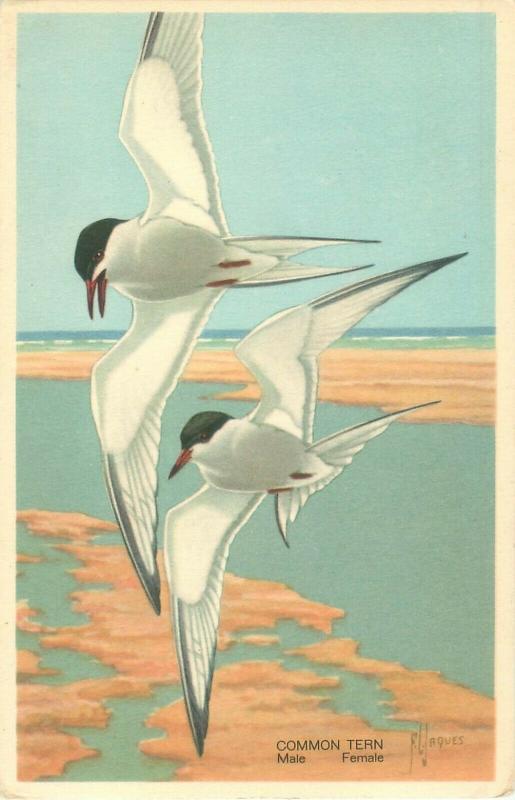 Common Tern by F Yaques Wildlife Post Card Subject 3 1939 White Border Postcard