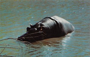 Hippopotamus River Horse Hippos Unused 