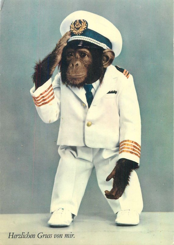 Postcard Animals Haifischbar zurich muhlegasse monkey costume sailor humanized