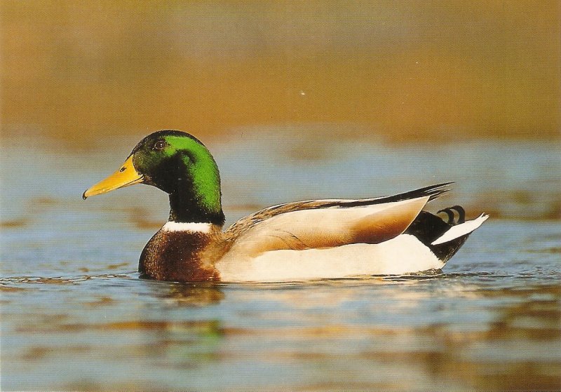Anade Real. Real Duck Nice Spanish postcard. Continental size