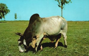 Vintage Postcard Brahman Bull in Florida Pastures Shorthorns Angus Brah