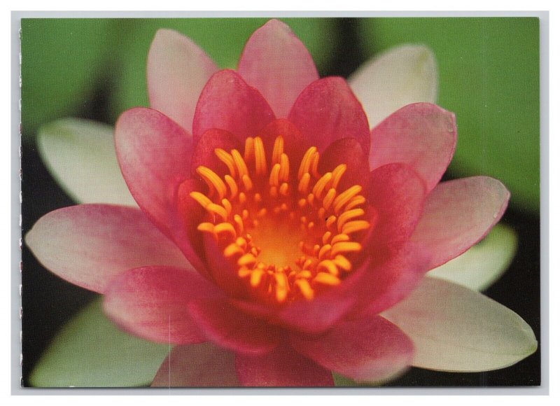 Postcard Water Lily Hawaii Continental View