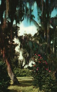 Louisiana, Live Oaks And Camellias Landscape, Vintage Postcard