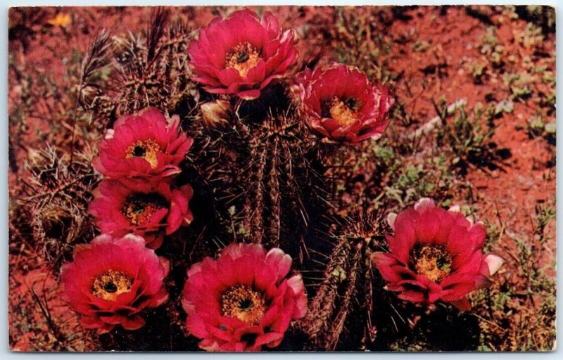 Postcard - Hedgehog Cactus (Enchinocereus Fendleri)