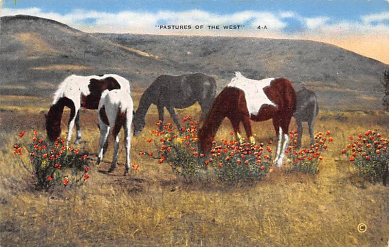 Pastures of the West San Diego County, Caliornia, USA Horse Unused 