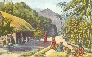 Postcard Cocoa Plantation Cultivation Extracting Beans Broma & Luto Advertising