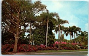 Postcard - Azaleas and Palms along the Eastern shores of Lake Ivanhoe - Florida