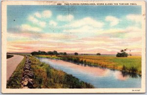 The Florida Everglades Scene Along Tamiami Trail Picturesque Beauty Postcard